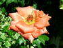 Anabell ® rose photo