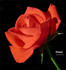 Chowan rose photo