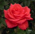 Chowan rose photo
