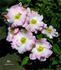 Fifi rose photo