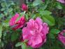 Elisio rose photo