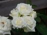 White Symphonie rose photo
