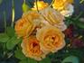 Almost Sunset rose photo