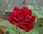 Monumental rose photo