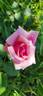 Dernburg rose photo