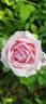 Comtesse de Barbantane rose photo