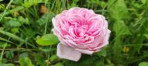 Madame Wagram, Comtesse de Turenne rose photo
