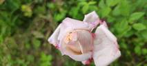 Mademoiselle Franziska Krüger rose photo