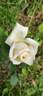 Comtesse de Cassagne rose photo