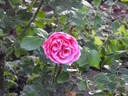 Allerhop rose photo