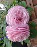 Carminia rose photo