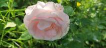 Comtesse de Barbantane rose photo