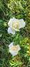 Comtesse de Cassagne rose photo