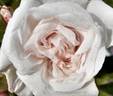 Blush rugosa rose photo