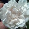Blush rugosa rose photo