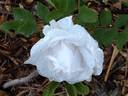 Blush rugosa rose photo