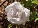 Blush rugosa rose photo