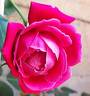 That's Jazz rose photo