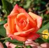Sweet Revenge rose photo