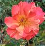 Paul Gauguin ® rose photo