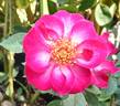 Make Believe ™ rose photo