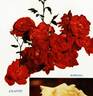 Atlantic ® rose photo
