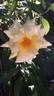Landora ® rose photo