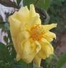 Landora ® rose photo