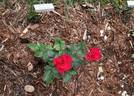 Hot Prince rose photo