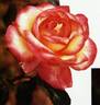 Farah rose photo