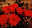 Atlantic ® rose photo