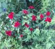 Flanders Rose rose photo