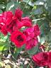 Flanders Rose rose photo