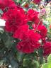 Flanders Rose rose photo