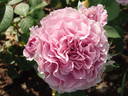 Lavender Ice rose photo