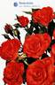 Farandole rose photo