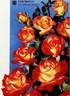Charleston rose photo