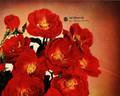 Sarabande rose photo