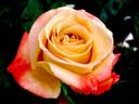 Vendée Impériale rose photo