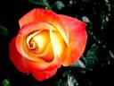 Vendée Impériale rose photo