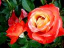 Vendée Impériale rose photo