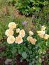 Henrietta Barnett rose photo