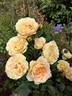 Henrietta Barnett rose photo