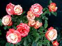 Vendée Impériale rose photo