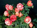 Vendée Impériale rose photo