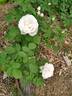 Blanc Pur rose photo