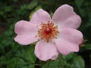 Sweet Haze rose photo