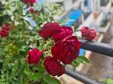 Rashmi rose photo