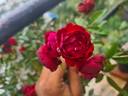 Rashmi rose photo