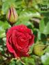 Cherry Hinton rose photo